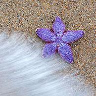 Mass stranding of dead common starfishes / common sea stars / sugar starfish (Asterias rubens) washed ashore on sandy beach along the North Sea coast